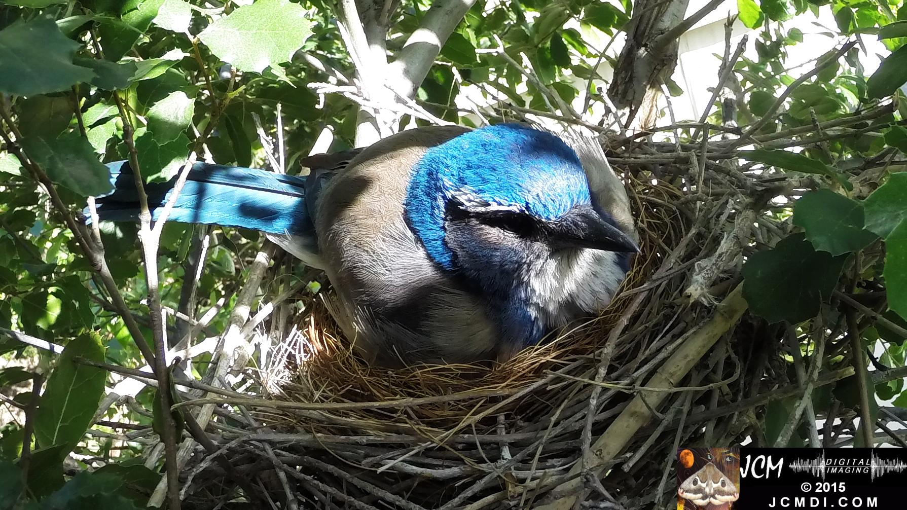 Scrub Jay nest and activity GoPro Hero3+ Black 3-3132015 Santa Clarita JCMDI.COM